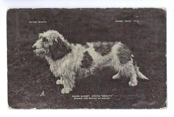 画像1: Postcard　ラフ・バセットハウンド　イギリス1909年 (1)