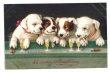 画像1: Postcard　お酒と葉巻煙草を楽しむ4匹の犬　未使用 (1)