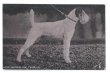 画像1: Postcard　ワイヤーフォックステリア犬　写真　未使用 (1)