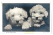 画像1: Postcard　シーリハムテリアの子犬　Sealyham Terrier Puppies 1958年 (1)