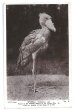 画像1: Postcard　ハシビロコウ  Shoebill (1)