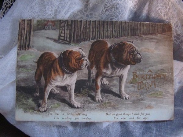 画像2: Postcard ブルドッグ犬 イギリス (2)