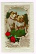 画像1: Postcard　イングリッシュ・ブルドッグ犬　薔薇のお花 (1)