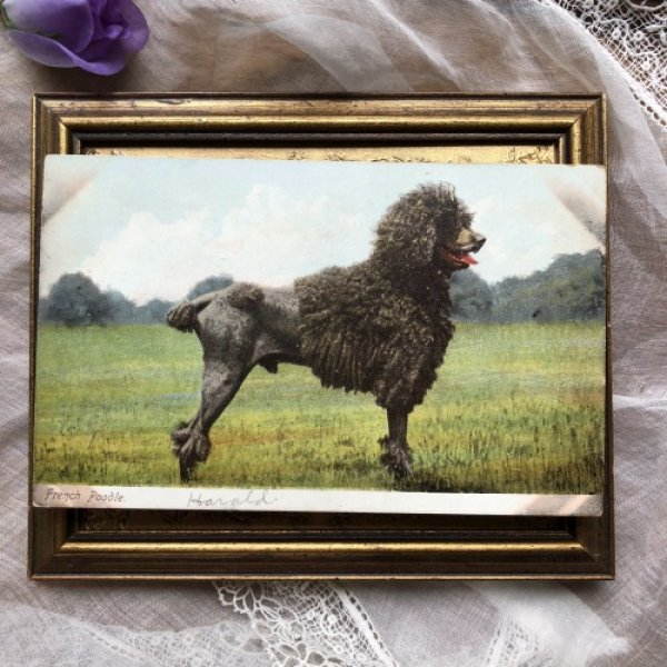 画像2: Postcard フレンチプードル スタンダード 未使用 (2)