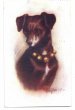 画像1: Postcard　黒い犬　1908年 (1)