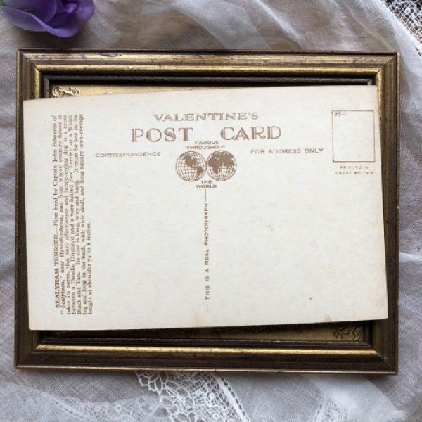 画像3: Postcard シーリハムテリア犬の子犬 写真 Sealyham Terrier (3)