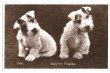 画像1: Postcard　シーリハムテリア犬の子犬　写真　Sealyham Terrier (1)