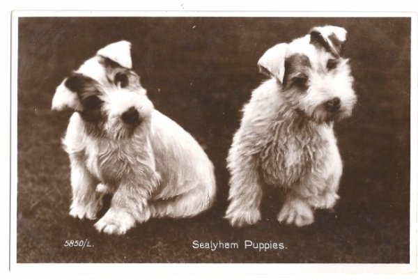 画像1: Postcard　シーリハムテリア犬の子犬　写真　Sealyham Terrier (1)