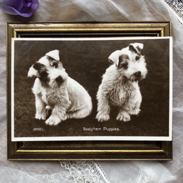 画像2: Postcard シーリハムテリア犬の子犬 写真 Sealyham Terrier (2)