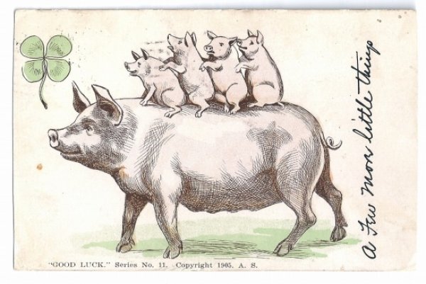画像1: Postcard　豚の家族　背中に乗る子豚　1905年 (1)