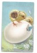 画像1: Postcard  Easter　ヒヨコと卵と蝶々　イースター　1912年 (1)