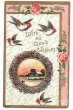 画像1: Postcard  カーディナルと薔薇のお花　コウカンチョウ 1912年 (1)