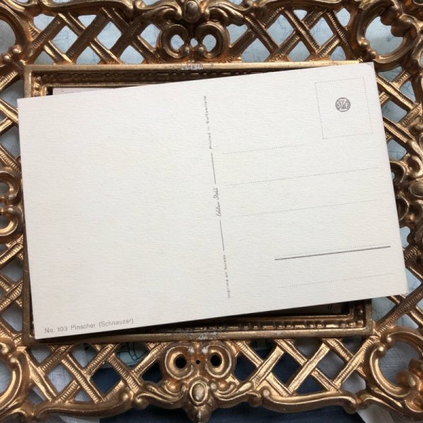 画像3: Postcard ピンシャー犬 (シュナウザー) 未使用 (3)