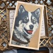 画像2: Postcard　アラスカン・ハスキー犬 (2)