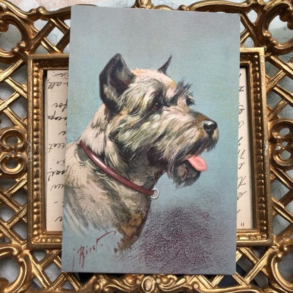 画像2: Postcard ピンシャー犬 (シュナウザー) 未使用 (2)