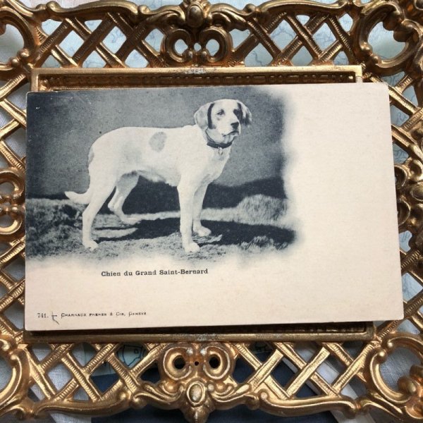 画像2: Postcard セントバーナード犬 スムースタイプ 未使用 (2)