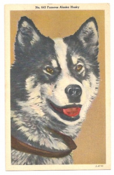 画像1: Postcard　アラスカン・ハスキー犬 (1)