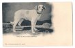 画像1: Postcard　セントバーナード犬　スムースタイプ　未使用 (1)