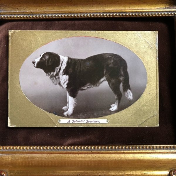 画像1: ▲SALE 500▲  Postcard　セントバーナード犬 (1)