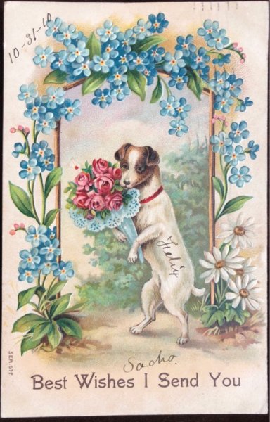 画像2: Postcard 花束を持つテリア犬 忘れな草のお花 1910年 (2)