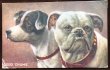 画像1: Postcard　ブルドッグとテリア犬　1920年 (1)