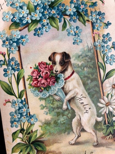 画像1: Postcard　花束を持つテリア犬　忘れな草のお花　1910年 (1)