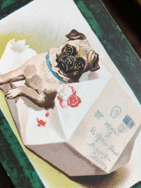 画像3: Postcard 箱から出てきたパグ犬 (3)