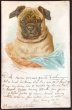 画像1: Postcard　パグ犬　Helena Maguire　1904年 (1)