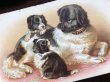 画像1: Postcard　犬の家族　Dorothy Travers Pope 1910年 (1)