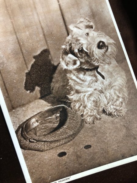 画像1: Postcard　ホームレスの犬　テリア犬 (1)
