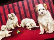 画像2: Postcard　4匹の白い子犬　 (2)