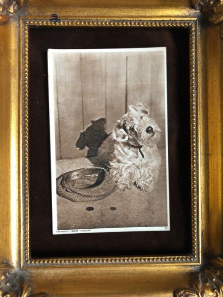 画像3: Postcard ホームレスの犬 テリア犬 (3)