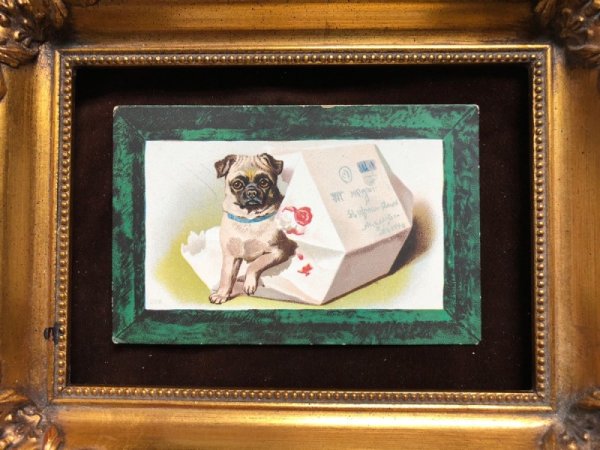 画像2: Postcard 箱から出てきたパグ犬 (2)