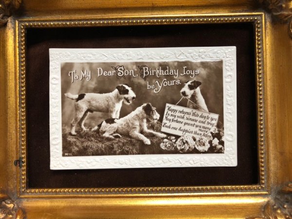 画像3: Postcard 3匹のワイヤーフォックス犬 (3)