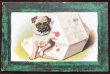 画像1: Postcard　箱から出てきたパグ犬 (1)
