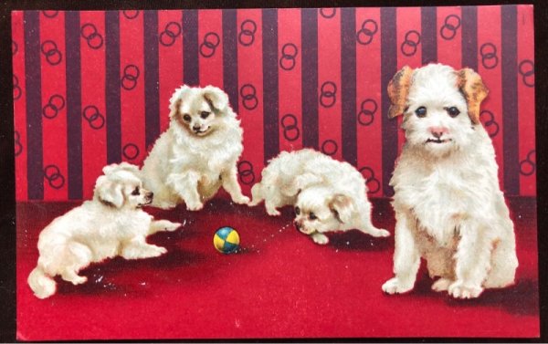 画像1: Postcard　4匹の白い子犬　 (1)