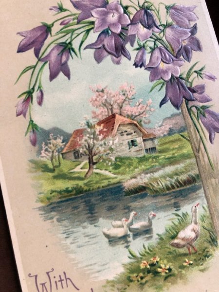 画像2: Postcard  桔梗のお花と水辺の風景 白鳥 (2)