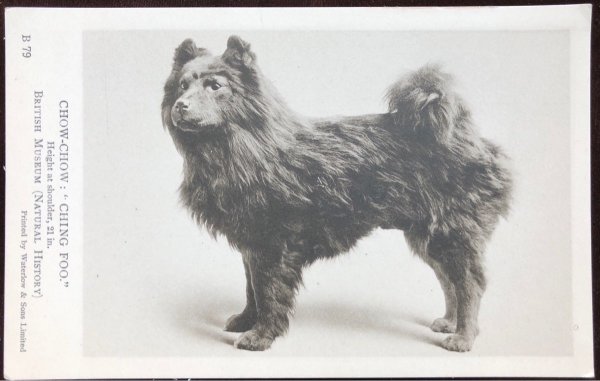 画像1: Postcard　チャウチャウ犬　CHOW-CHOW CHING FOO　未使用 (1)