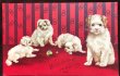 画像1: Postcard　4匹の子犬たち　未使用 (1)