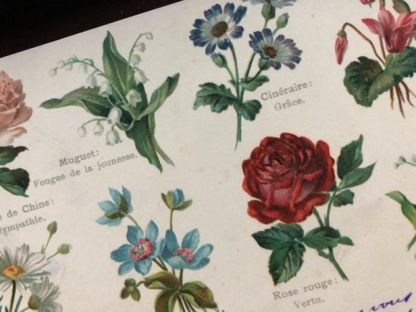 画像2: Postcard  フランス 花言葉  (2)
