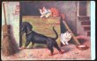 画像1: ▼SALE 500▼  Postcard　ダックスフンド犬と2匹の猫たち (1)