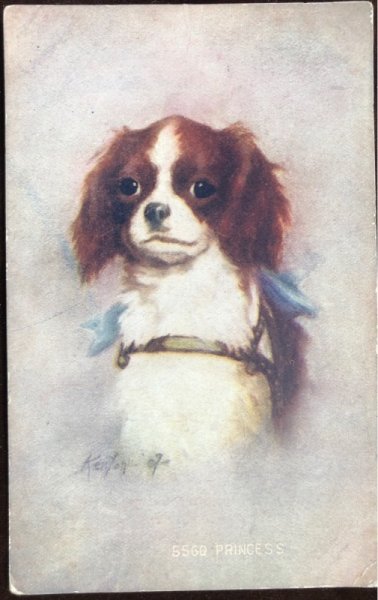 画像1: Postcard　スパニエル犬 1908年 (1)