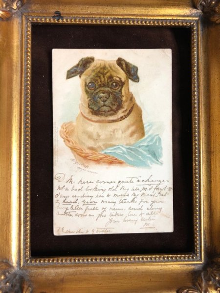画像2: Postcard　パグ犬　Helena Maguire　1904年 (2)