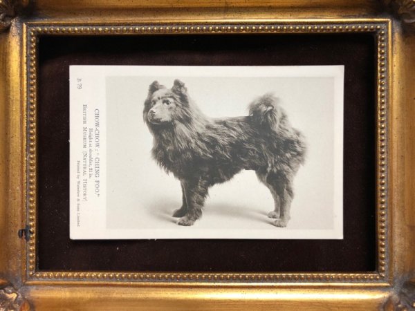 画像3: Postcard チャウチャウ犬 CHOW-CHOW CHING FOO 未使用 (3)