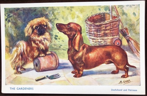 画像1: Postcard　ダックスフンド犬とペキニーズ犬　ガーデニング　M.Gear (1)