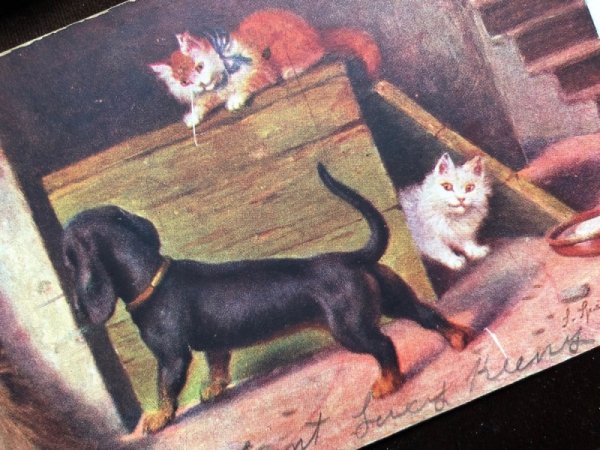 画像2: ▼SALE 500▼  Postcard ダックスフンド犬と2匹の猫たち (2)