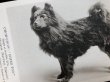 画像2: Postcard　チャウチャウ犬　CHOW-CHOW CHING FOO　未使用 (2)