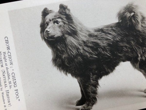画像2: Postcard チャウチャウ犬 CHOW-CHOW CHING FOO 未使用 (2)