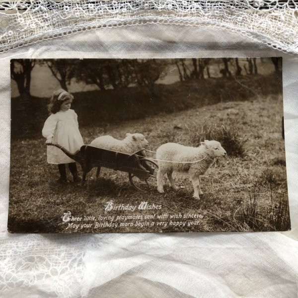 画像3: Postcard 子羊と女の子 イギリス (3)