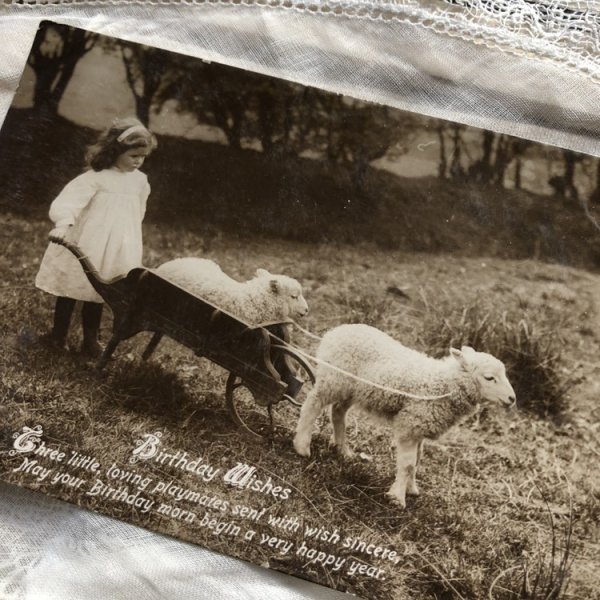 画像2: Postcard 子羊と女の子 イギリス (2)